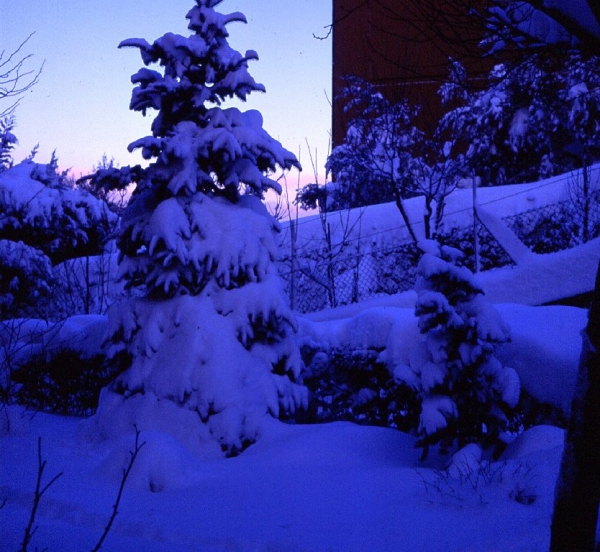 1996 28 Dic Abies Kosterii