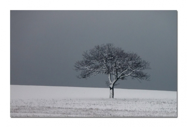 Albero