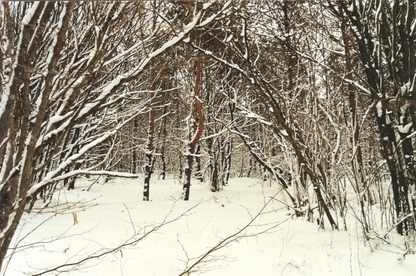 Bosco1