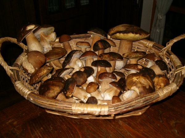 Cesto porcini 5 novembre 2004