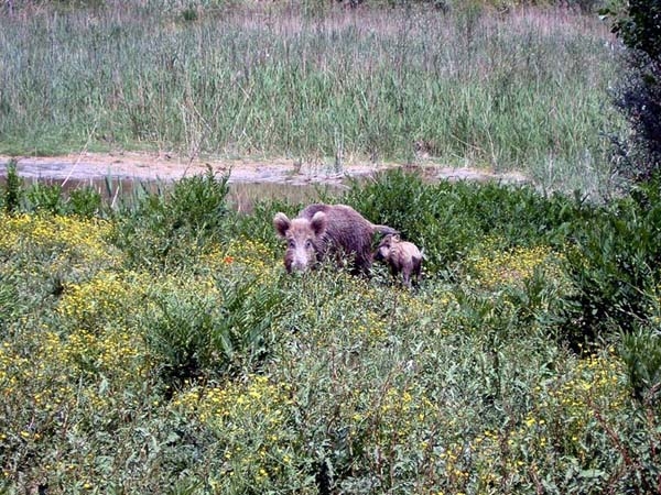 Cinghiali Cinghiali