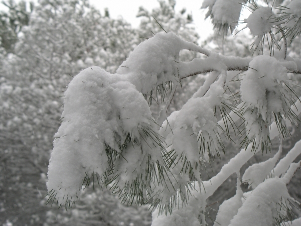 Colle Della Trinità - 009