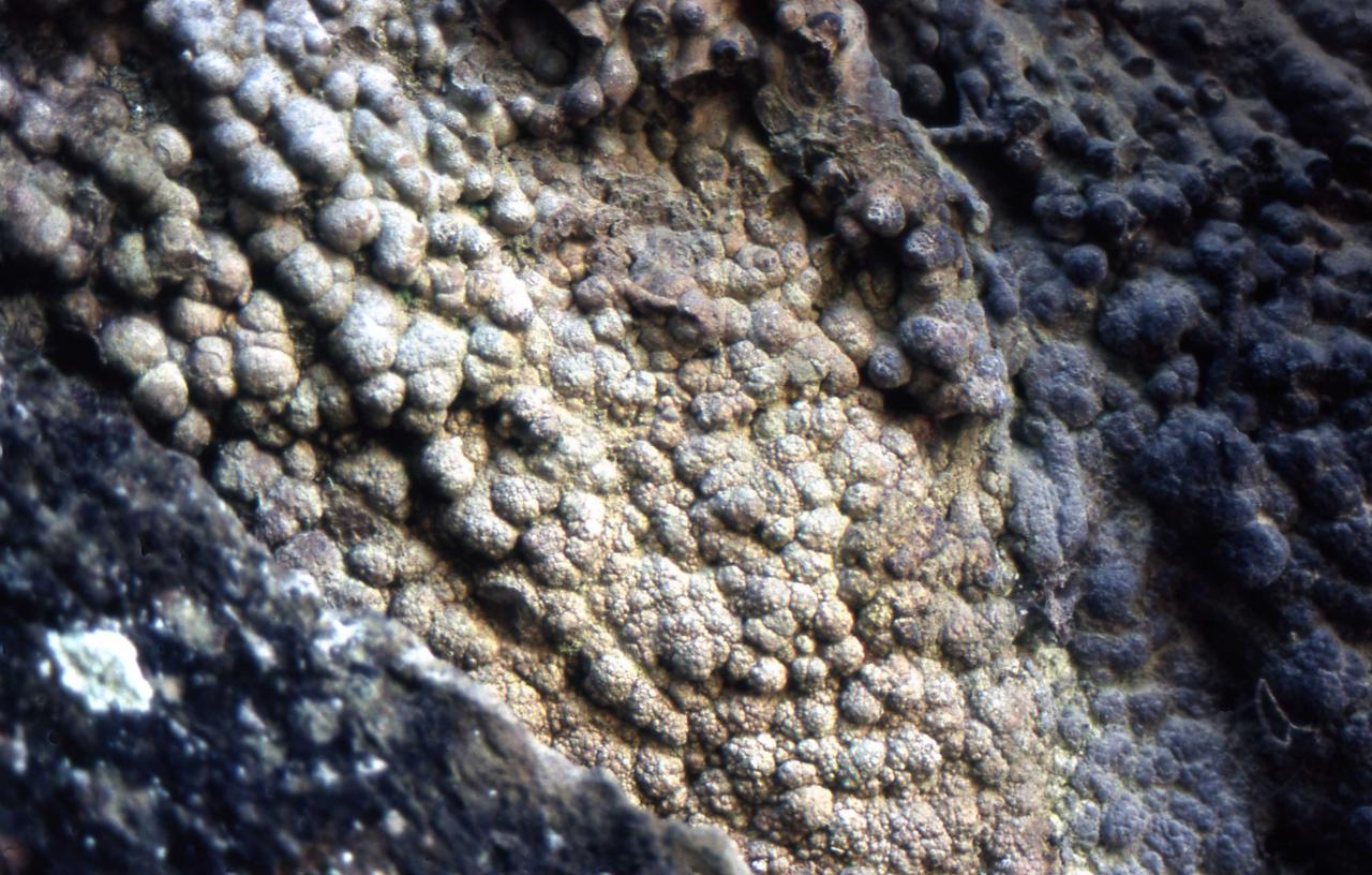 Concrezione Di Travertino C/o Cascate Menotre Aprile 2004