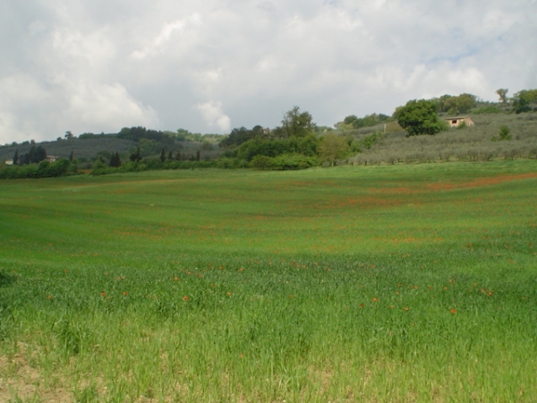 Distesa di papaveri