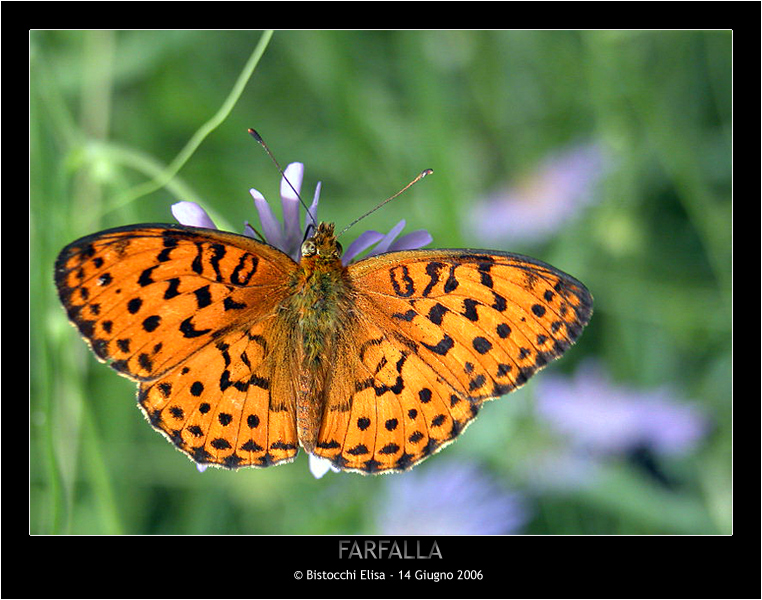 Farfalla!