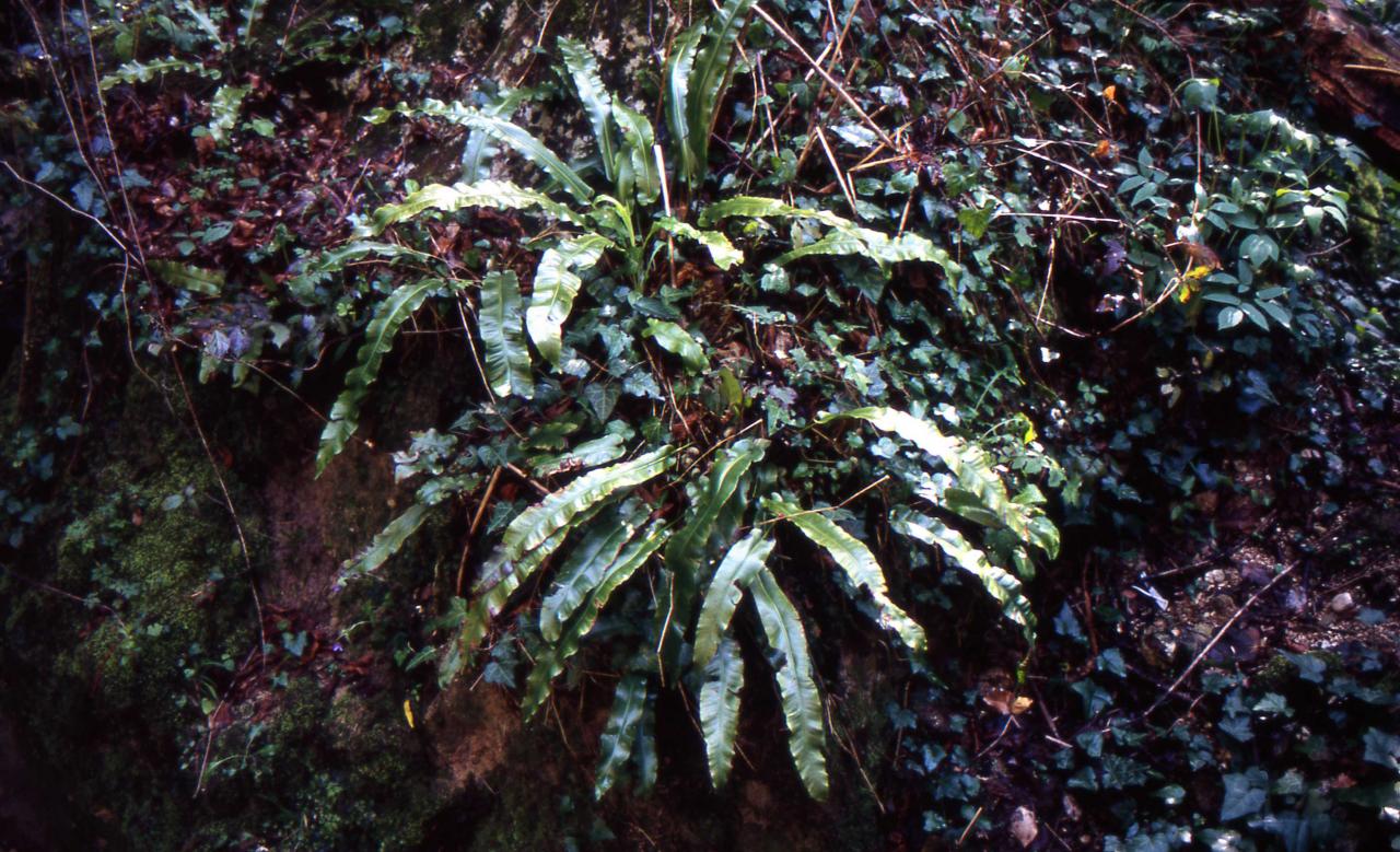 Felce "lingua Di Cervo"presso Cascate Menotre Aprile 2004