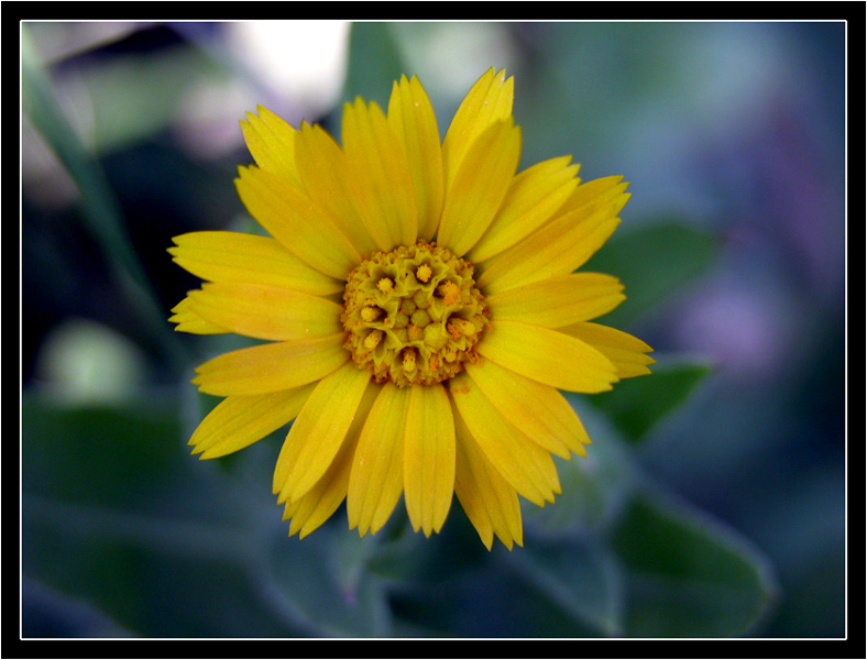 Fiore Giallo