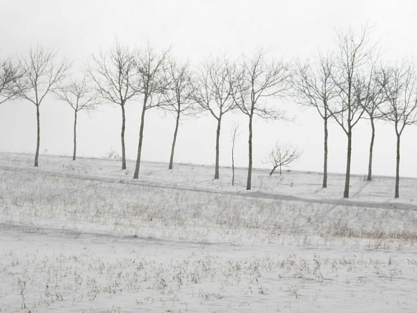 Frutteto Invernale