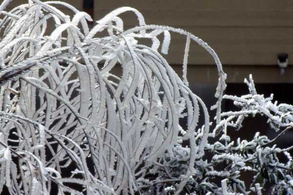 Galaverna (foligno Inverno 1990)