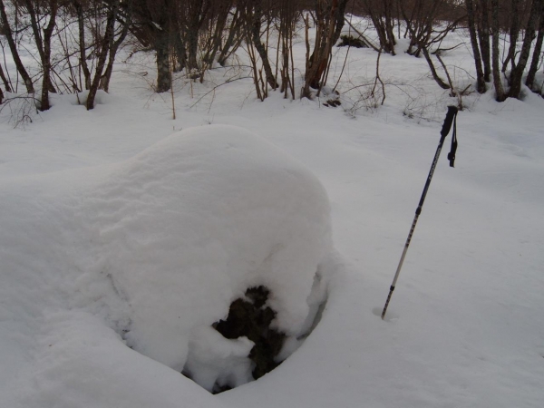 Ginepro Sommerso Dalla Neve-marzo 2005 M.900 M.subasio