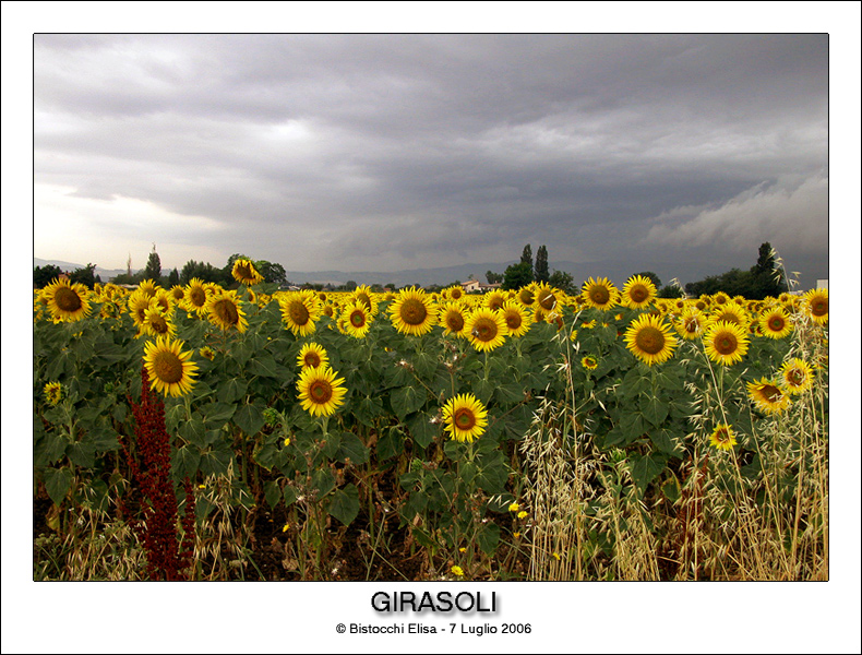 Girasoli!