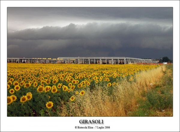 Girasoli!