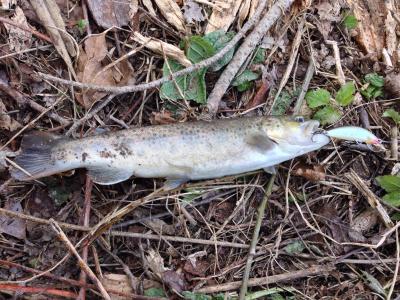 image_1393355440_995512