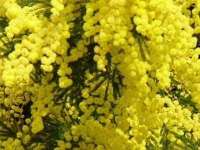 mimosa mimosa