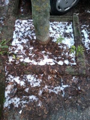 incaciata_a_s_gemini