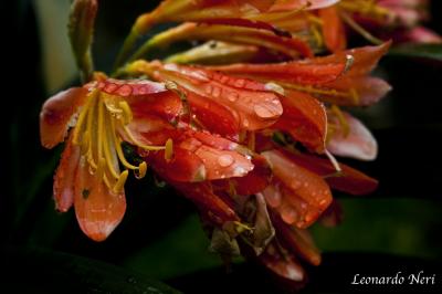 4545691248_9ea4672cc0_o