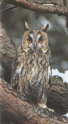 gufo_comune_1197985534_595359