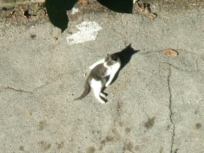 dscf0001_1222158427_787427