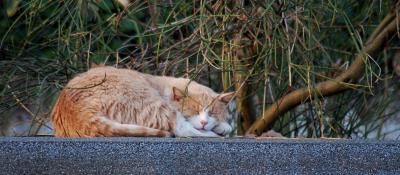 gli_effetti_della_primavera_anticipata_sui_mici_2