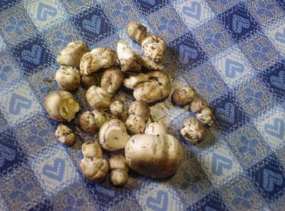 foto_0176 foto_0176