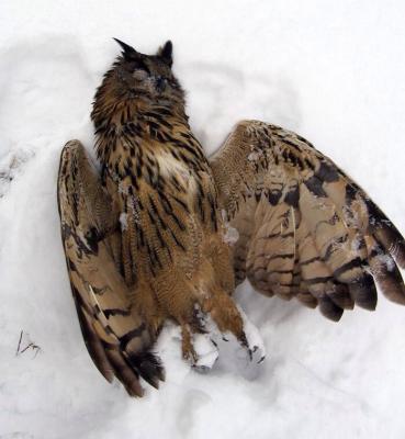 image_1397511476_281174