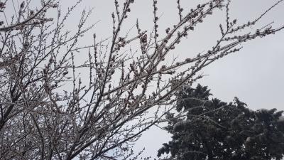 20180302_114321_compress3