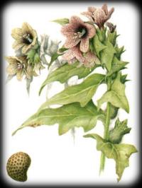 giusquiamo giusquiamo