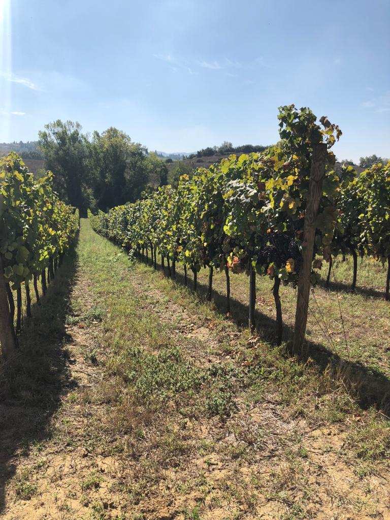 Inizio Di Autunno...inizia La  Vendemmia