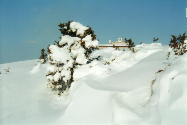 M.subasio -la Spella Nascosta Dai Ginepri Con Neve-marzo 2005