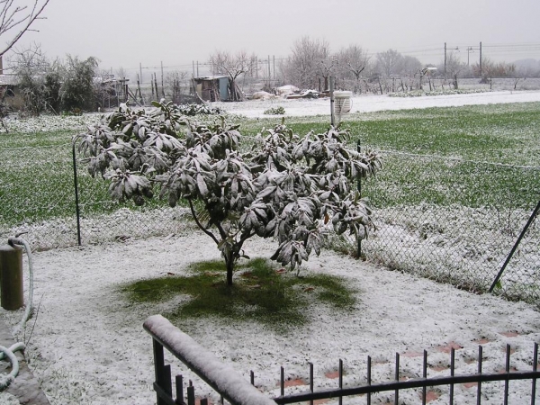 Neve 26 Gennaio 2007 008