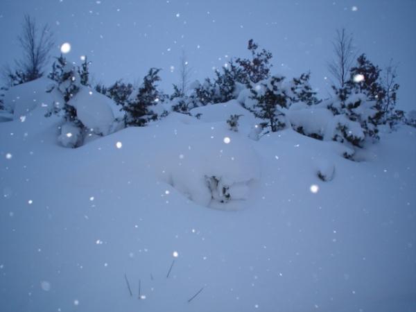 Neve