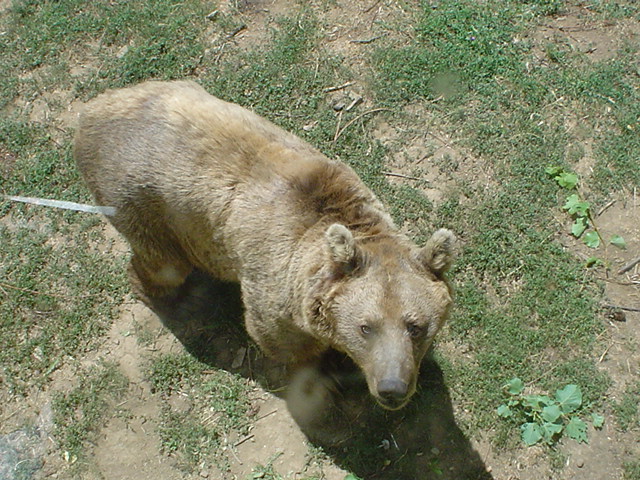 Orso al Parco dell'Orecchiella