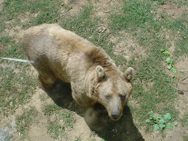 Orso al Parco dell'Orecchiella