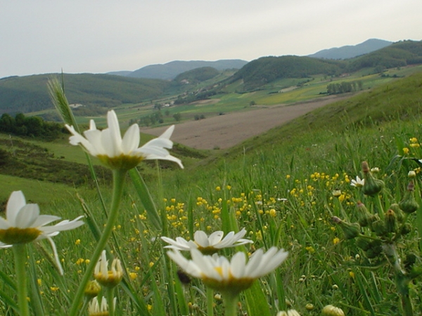 Panorama