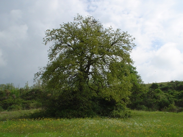 Pianta