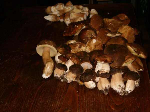 Porcini ottobre 2004 a