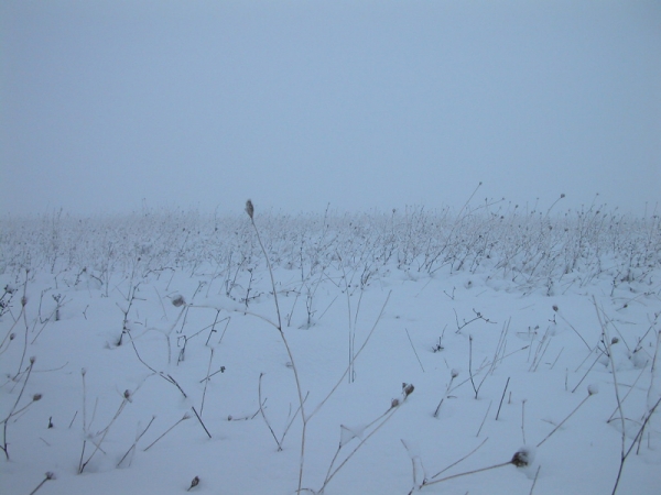 Prato innevato