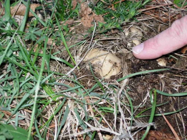 Prugnolo (Tricholoma georgii)