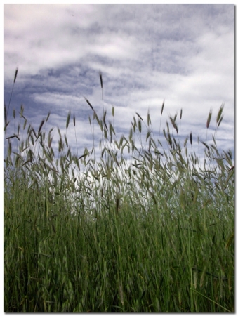 Spighe Di Grano!