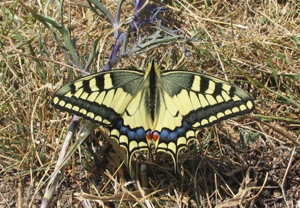 Papilio Machaon3